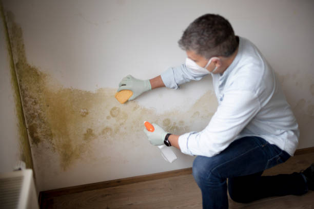 Best Mold Removal for HVAC Installations  in Oshkosh, WI