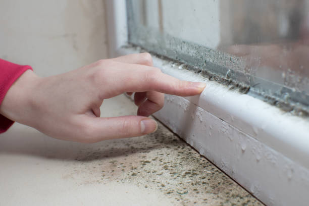 Best Basement Mold Removal  in Oshkosh, WI
