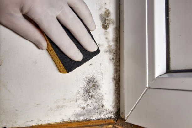 Professional Mold Removal in Oshkosh, WI